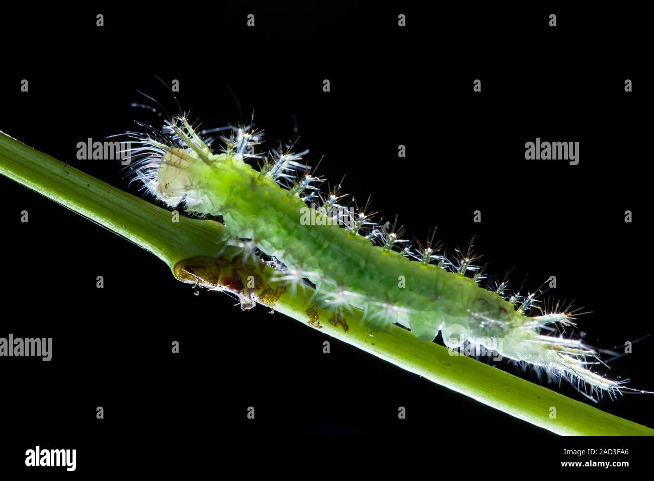Caterpillar. Photographed in Singapore Stock Photo Alamy