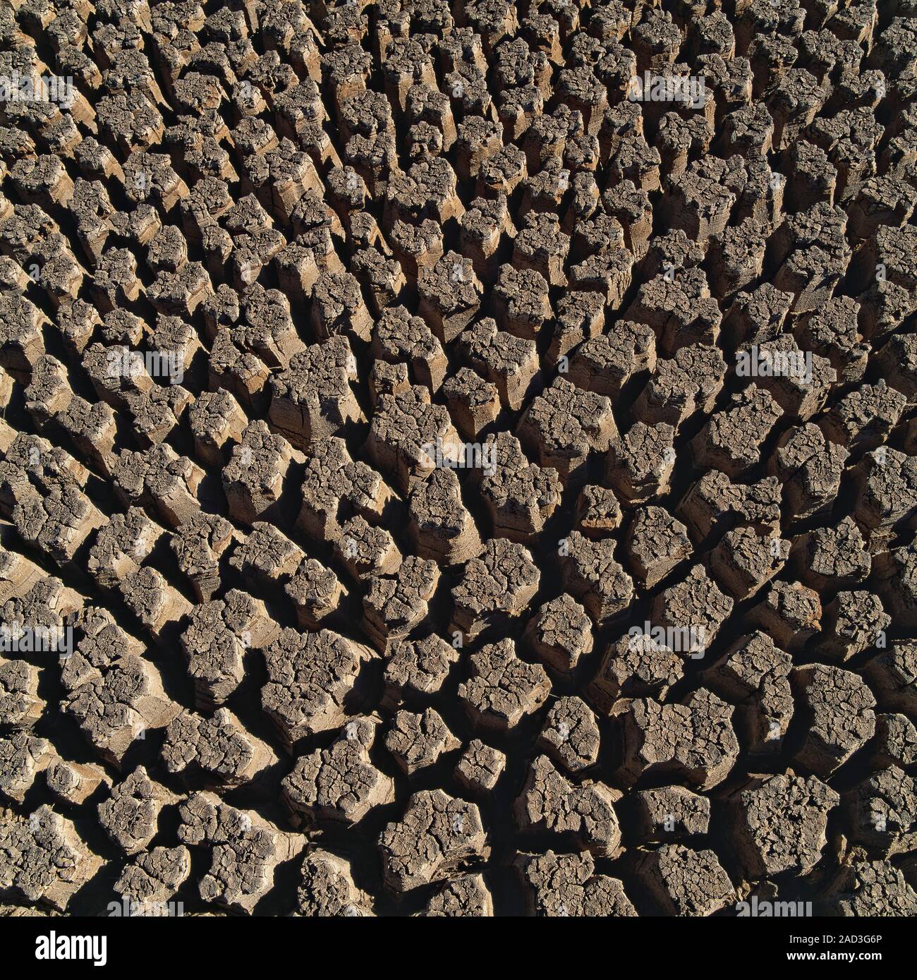 Mudcracks, Or Desiccation Cracks, Develop When Wet Clay Soils And 