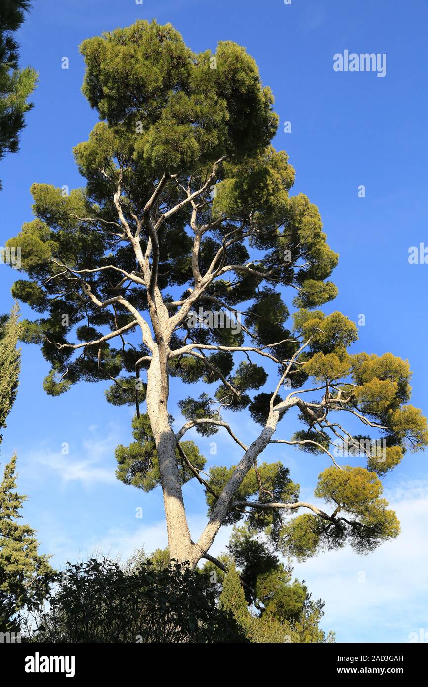 Nice, Mediterranean pine on the castle hill, Pinus pinea Stock Photo