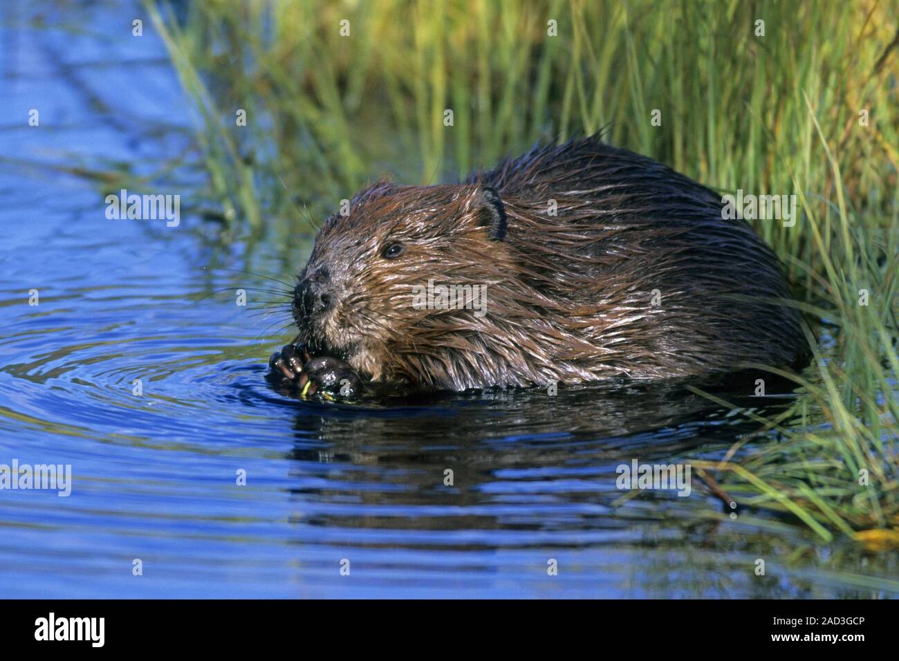 North American Beaver, the female comes into estrus for only 12 to 24 hours Stock Photo