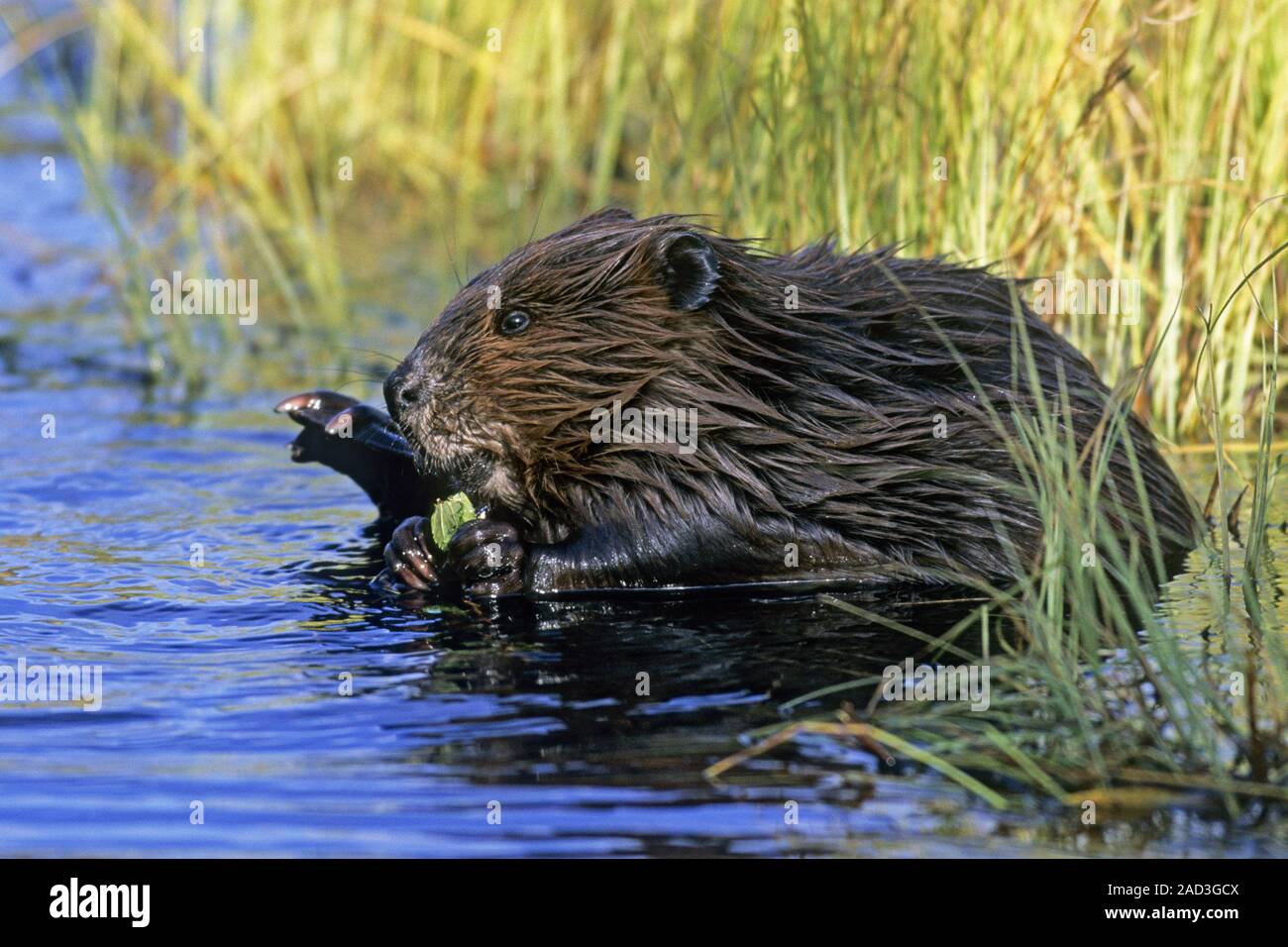 North American Beaver, most do not reproduce until they are 3 year of age Stock Photo