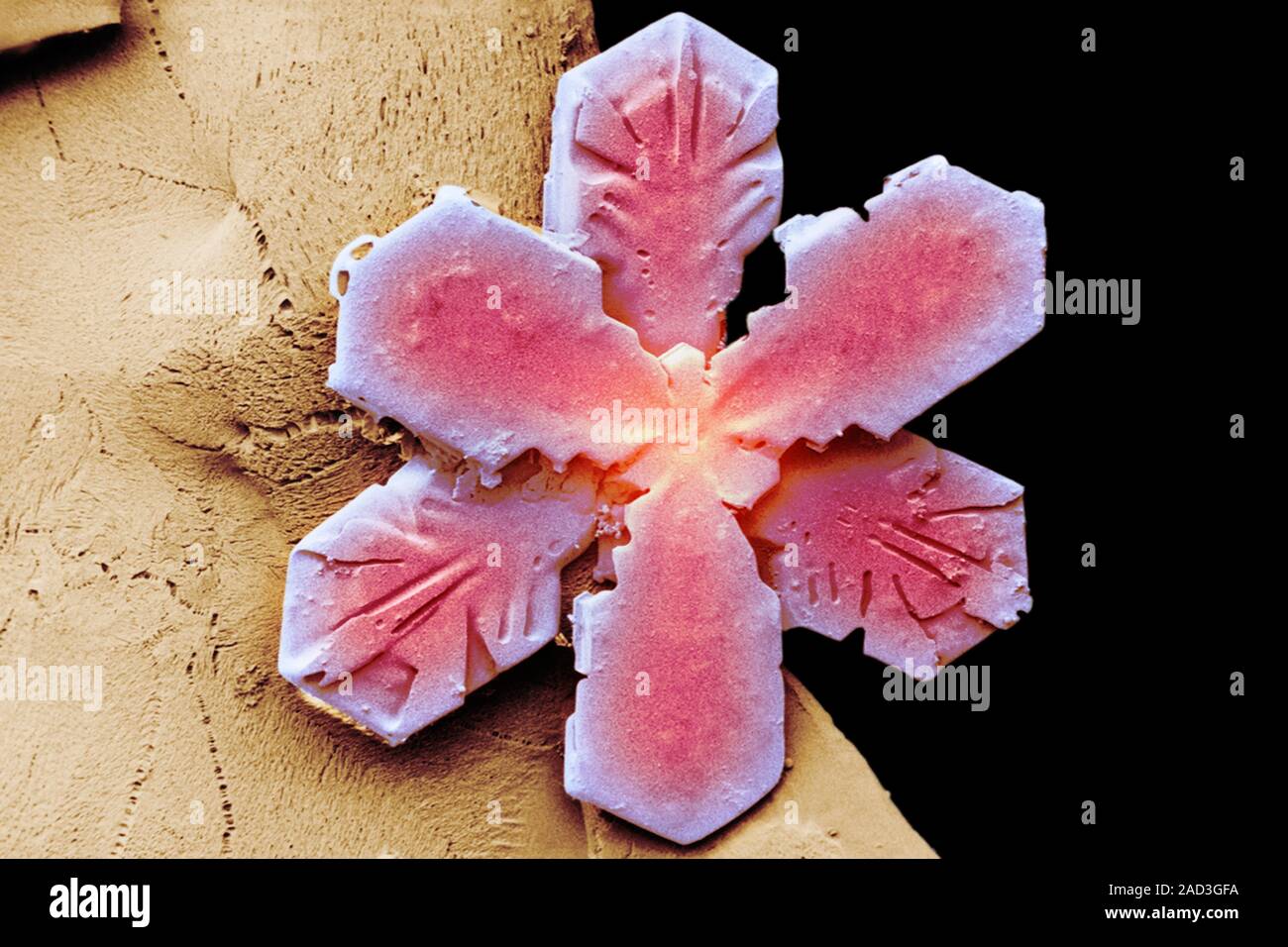 Snowflake Micrographs Snowflake. Coloured low-temperature scanning electron micrograph (LT ...