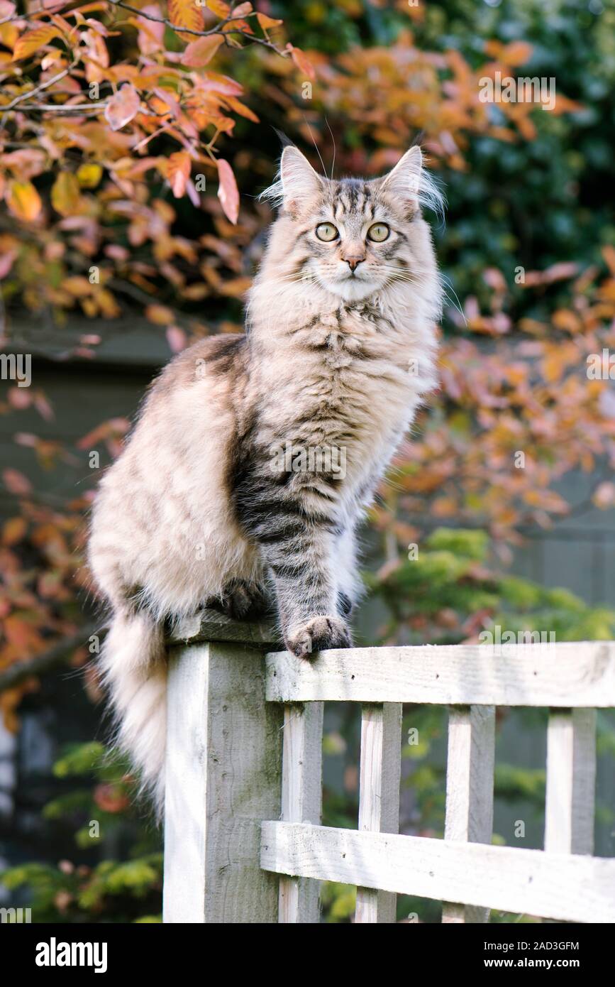 chocolate maine coon cat