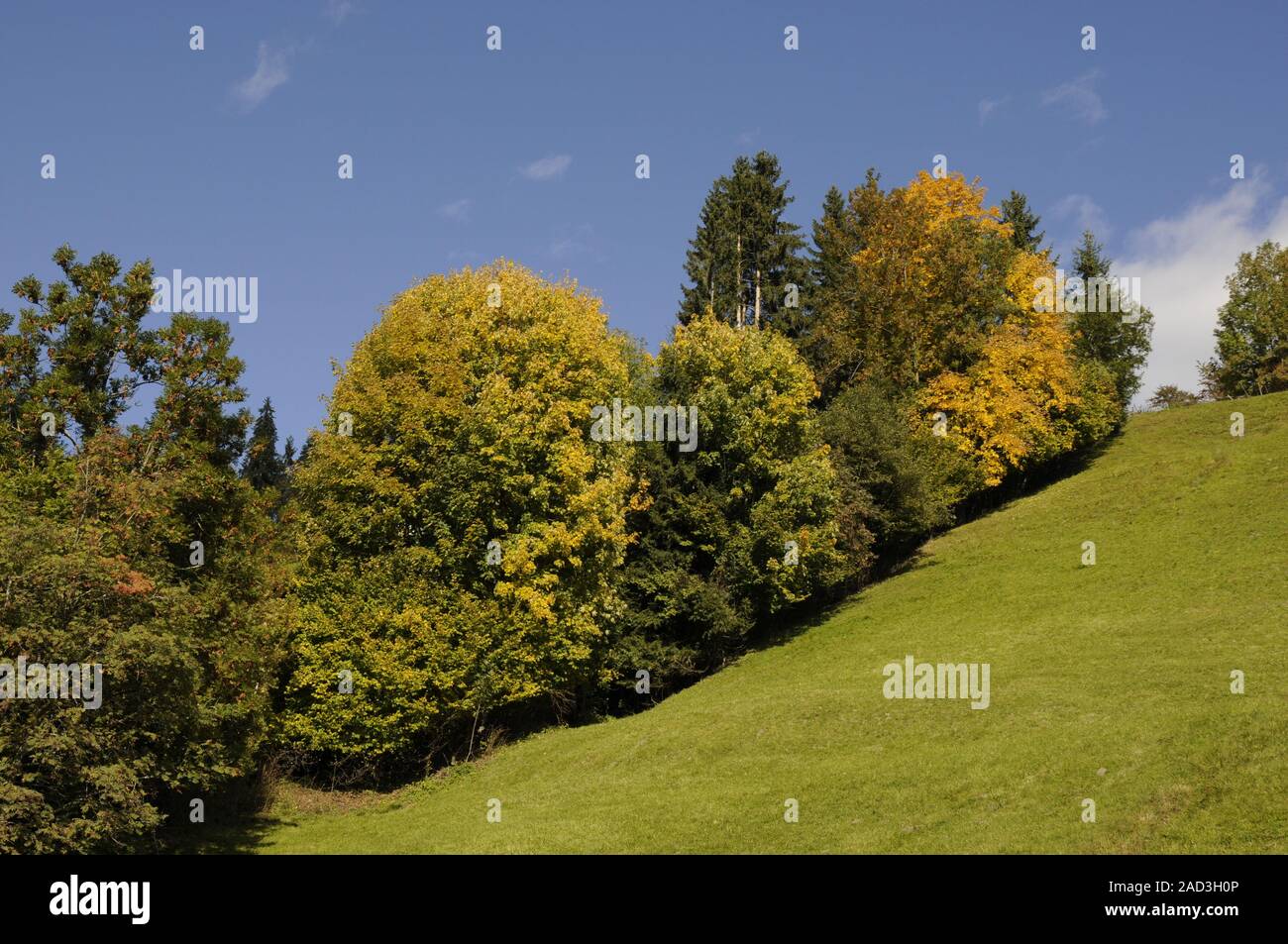 edge of the forest Stock Photo - Alamy