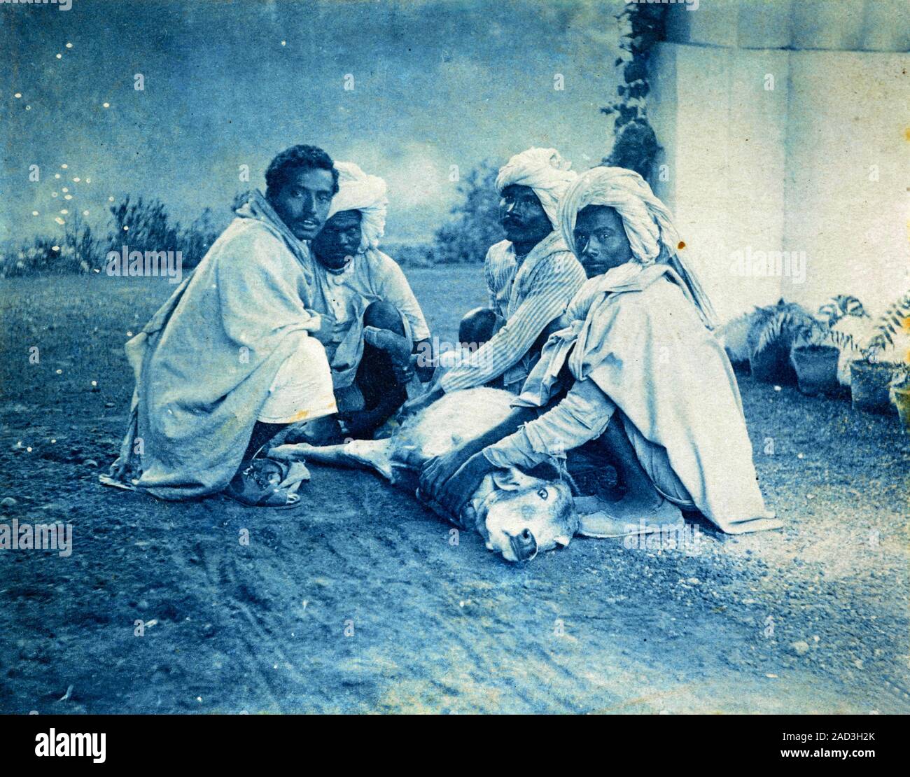 Using cowpox for inoculations. Calf with cowpox being used in India in the 1890s to inoculate