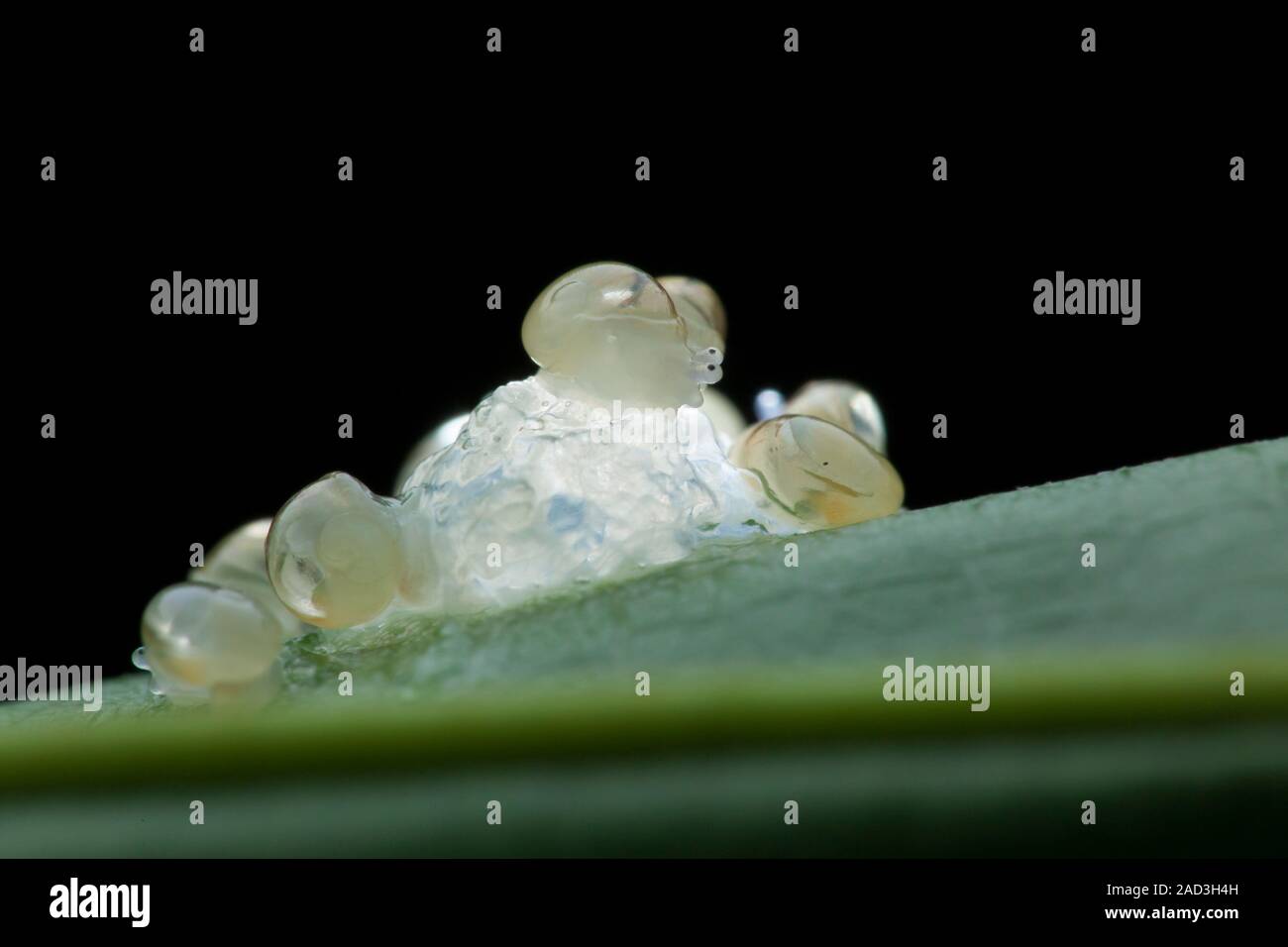 Hatching snails. Photographed in Singapore Stock Photo Alamy