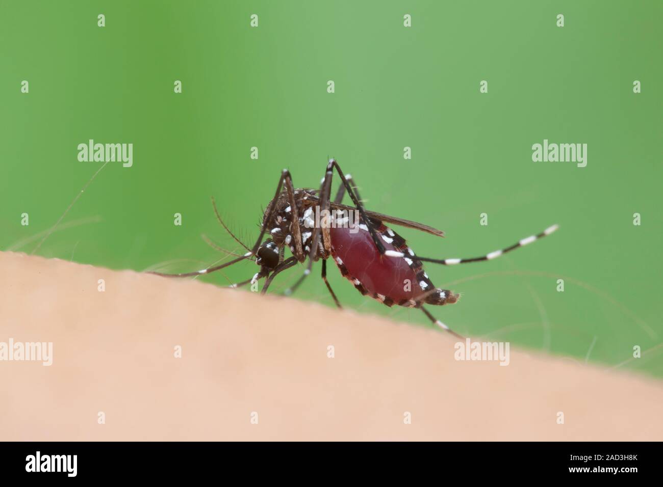 Tiger mosquito (Aedes albopictus) feeding on human blood. The tiger mosquito is native to Southeast Asia but has spread to other countries around the Stock Photo