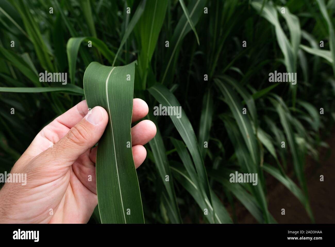 Agronomist examining sudan grass crop in plantation, close up of hand Stock Photo