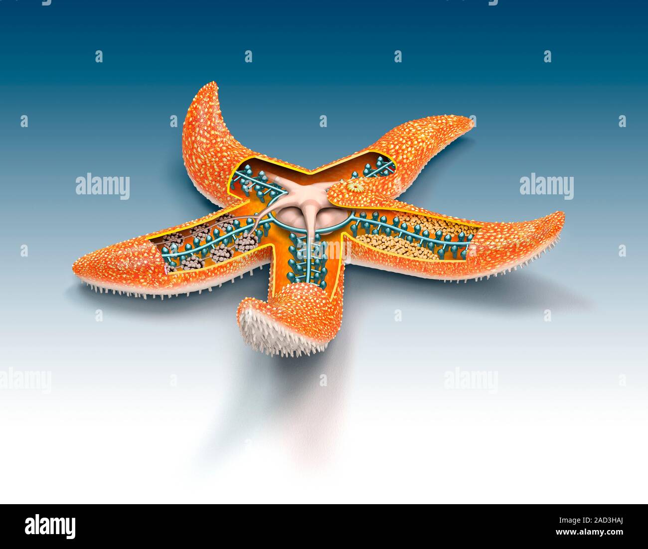 Starfish anatomy cutaway computer illustration showing the internal