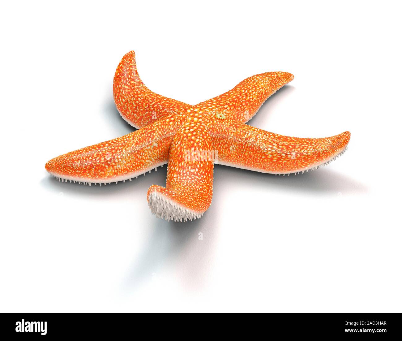 Starfish anatomy computer illustration showing the external anatomy of