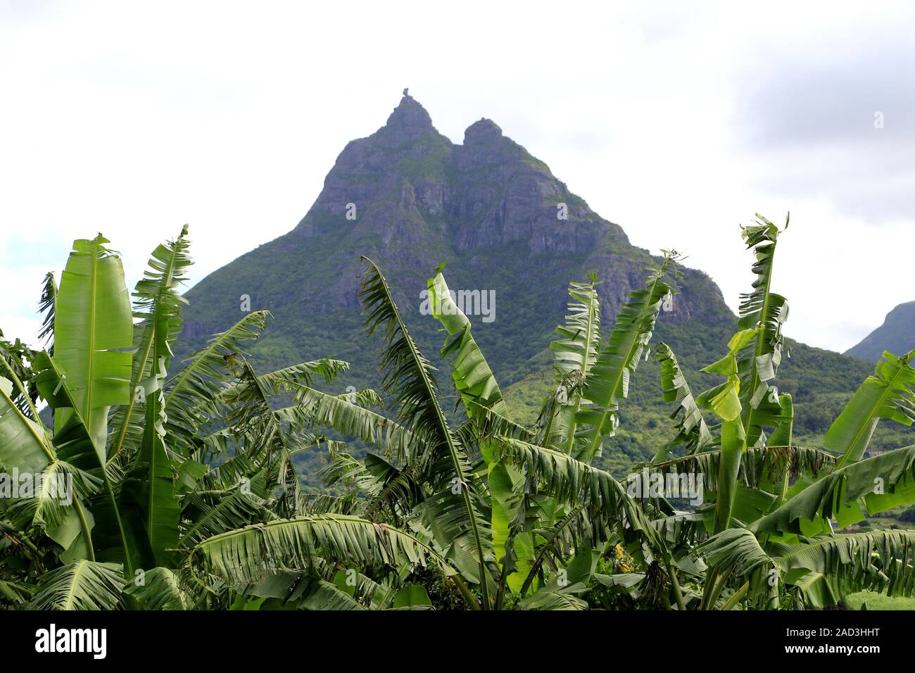 Mauritius, banana plantation at the striking mountain Pieter Both Stock Photo