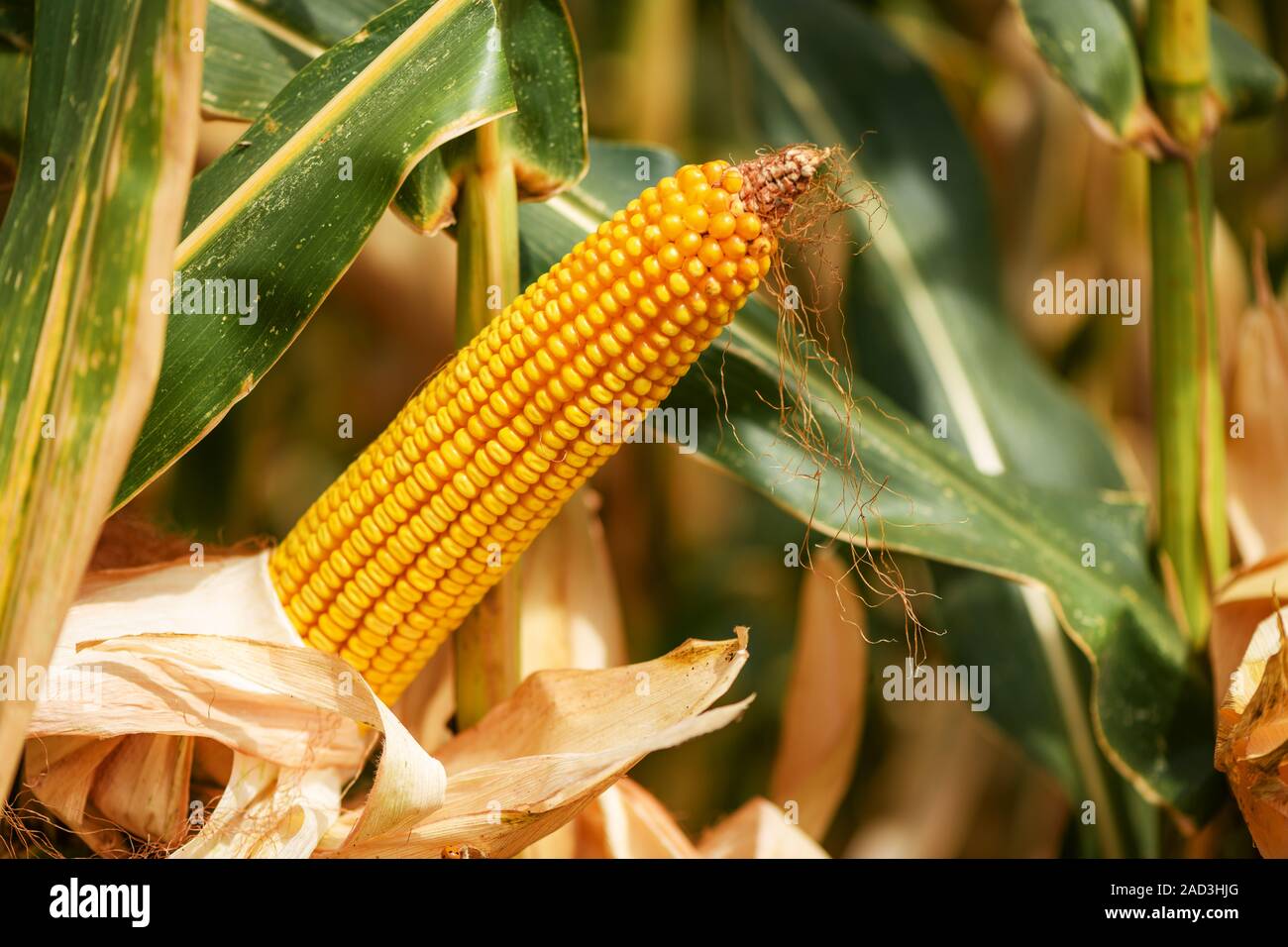 Ear of corn on maize plantation, selective focus Stock Photo Alamy