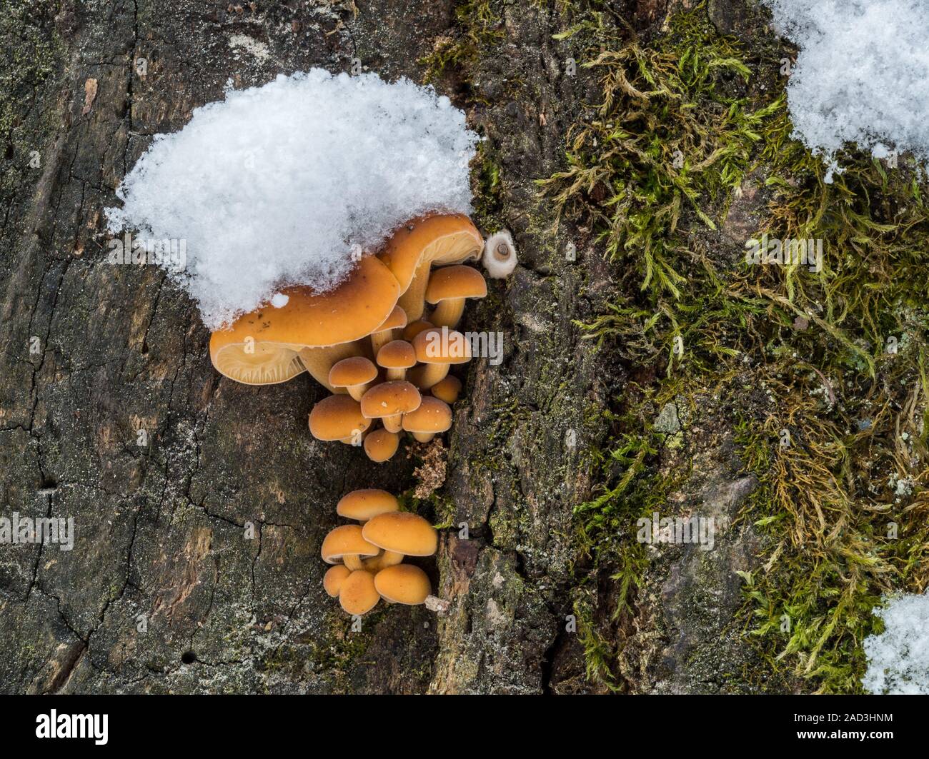 Winter fungus, velvet foot, velvet stem or velvet shank Stock Photo