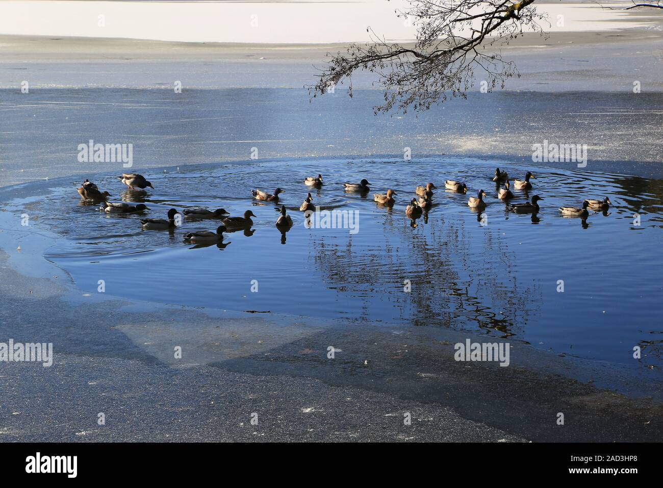 mallard ducks on the last open water surface of the frozen mountain lake Stock Photo