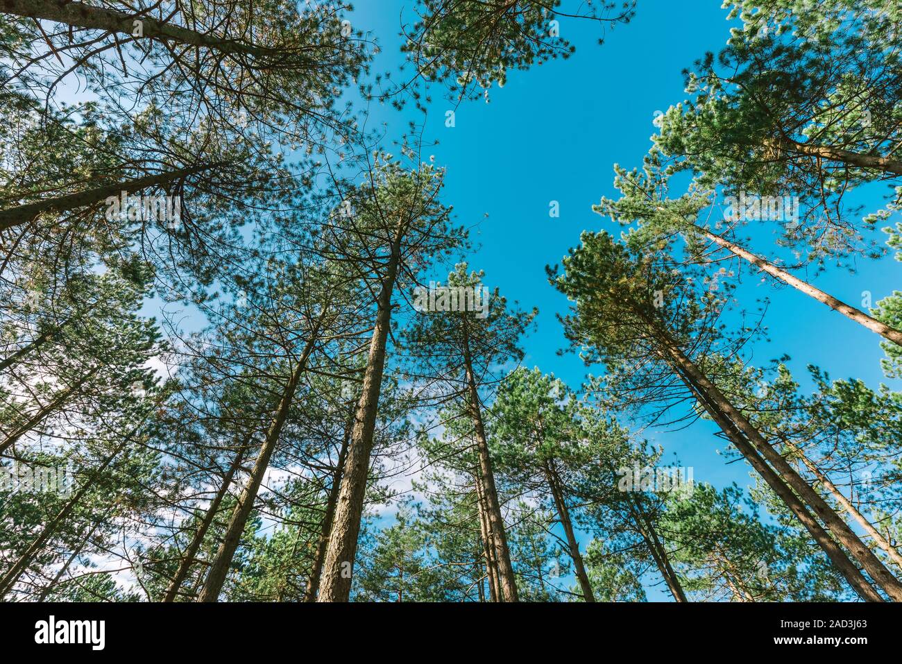 Tall pine trees, low angle view of evergreen forest in autumn Stock Photo