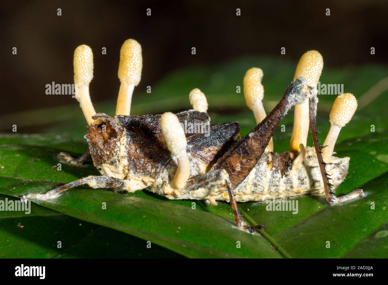 Cordyceps fungus (Cordyceps acridophila or C. locustphilia