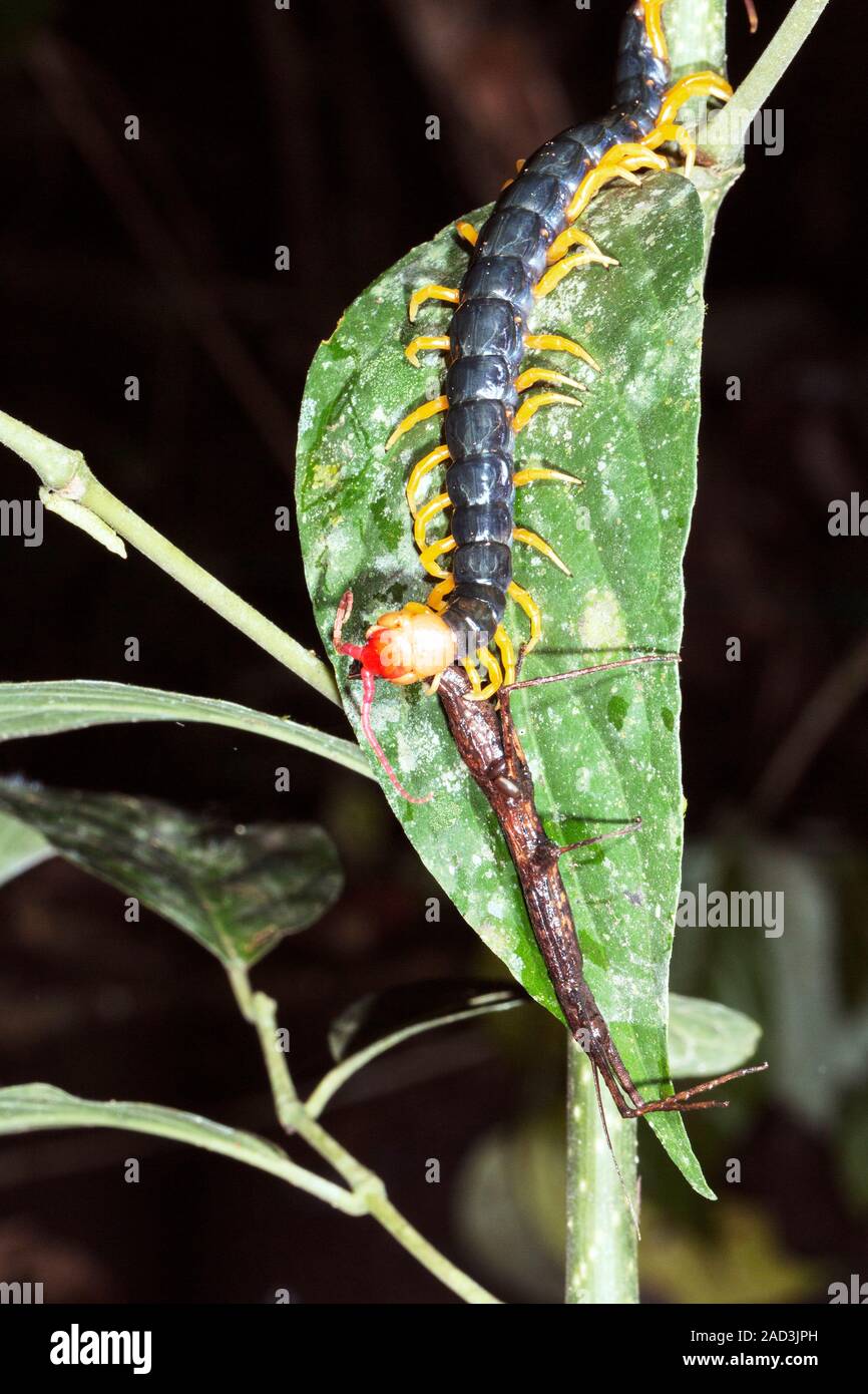 Giant centipede (Scolopendra sp.) feeding on a stick insect. Members of ...