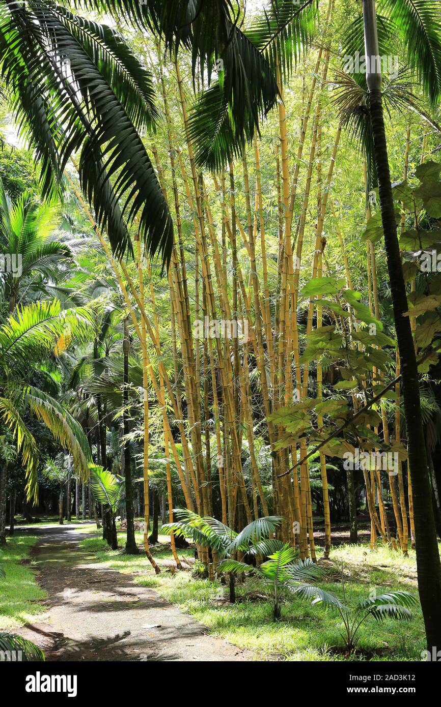 Mauritius, Botanical Garden, Bamboo Garden and Palms Stock Photo