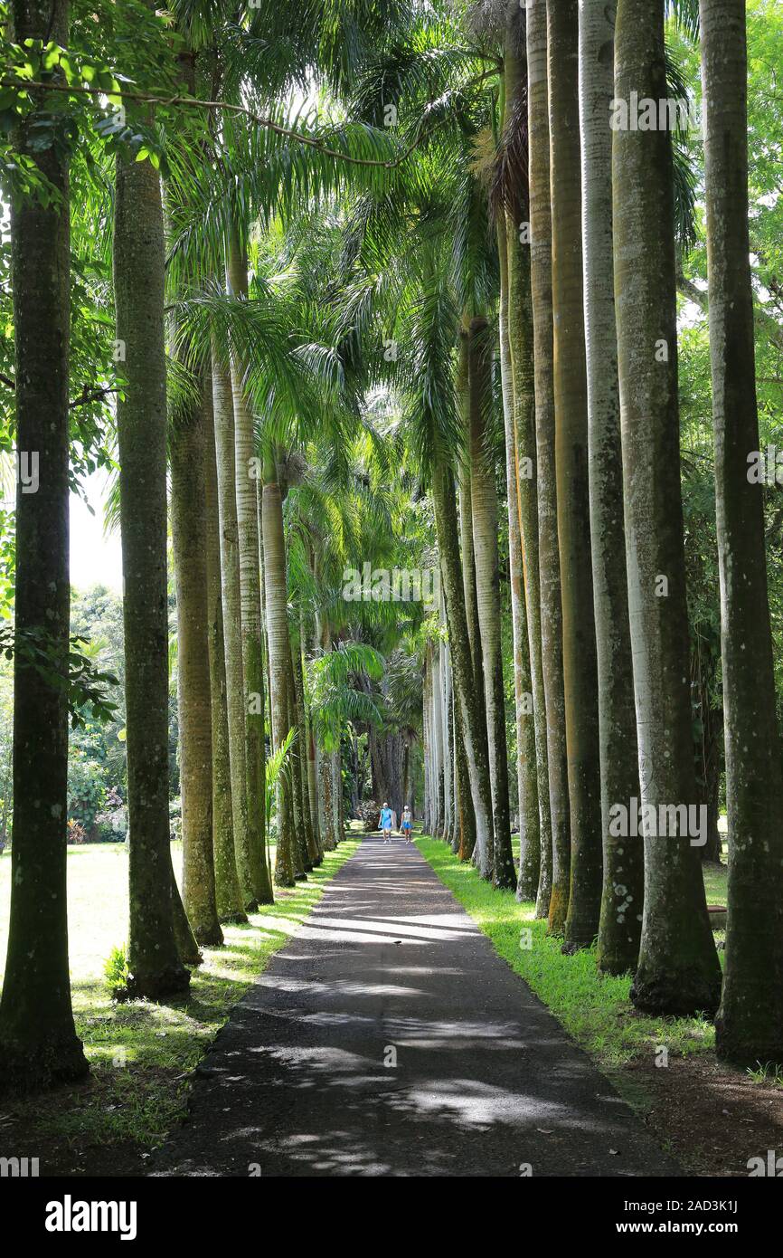 Mauritius, Pamplemousses, Botanical Garden, Palm Avenue Stock Photo