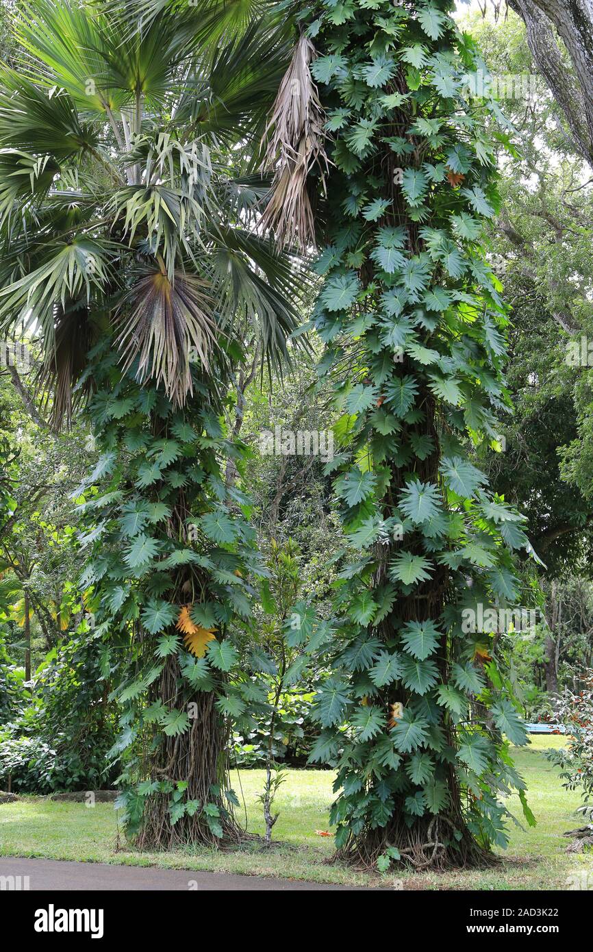 Mauritius, Botanical Garden, Monstera, climbing plant on palm trunk Stock Photo
