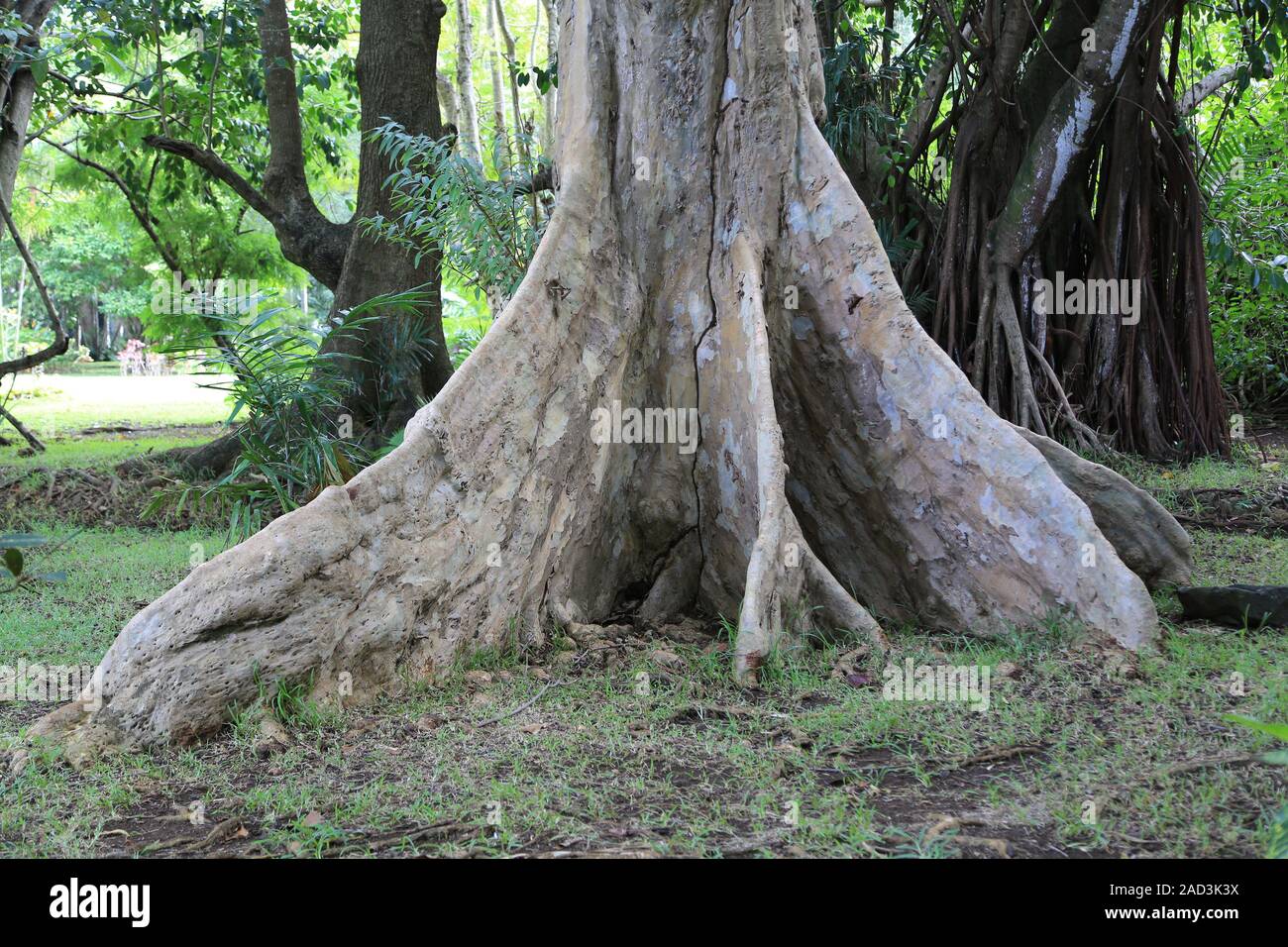 Mauritius, Botanical Garden, Tropical Forest, Tree roots Stock Photo