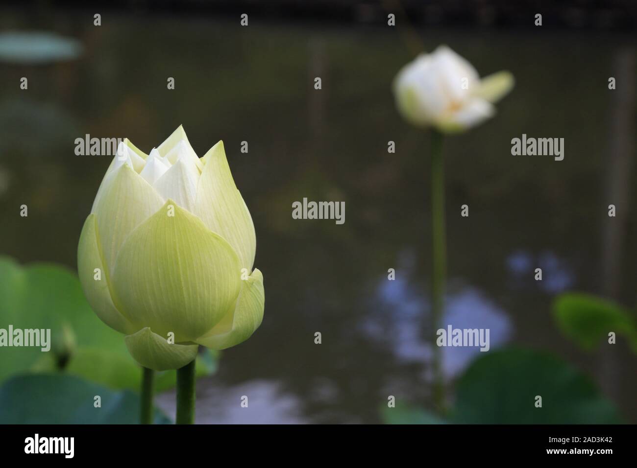 Mauritius, Pamplemousses, Botanical garden, flower buds of the Indian Lotos Stock Photo