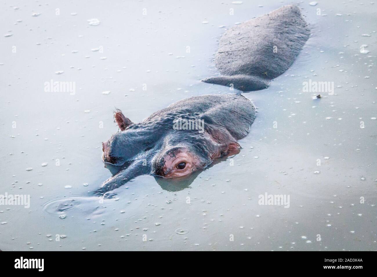 Hippo in the water. Stock Photo