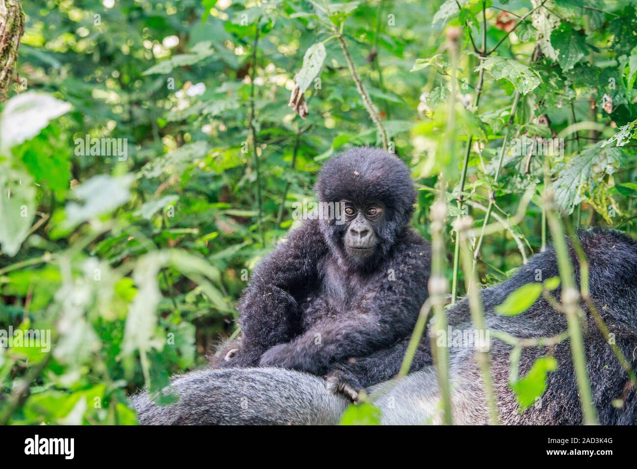 Baby Mountain gorilla sitting on a Silverback Stock Photo Alamy