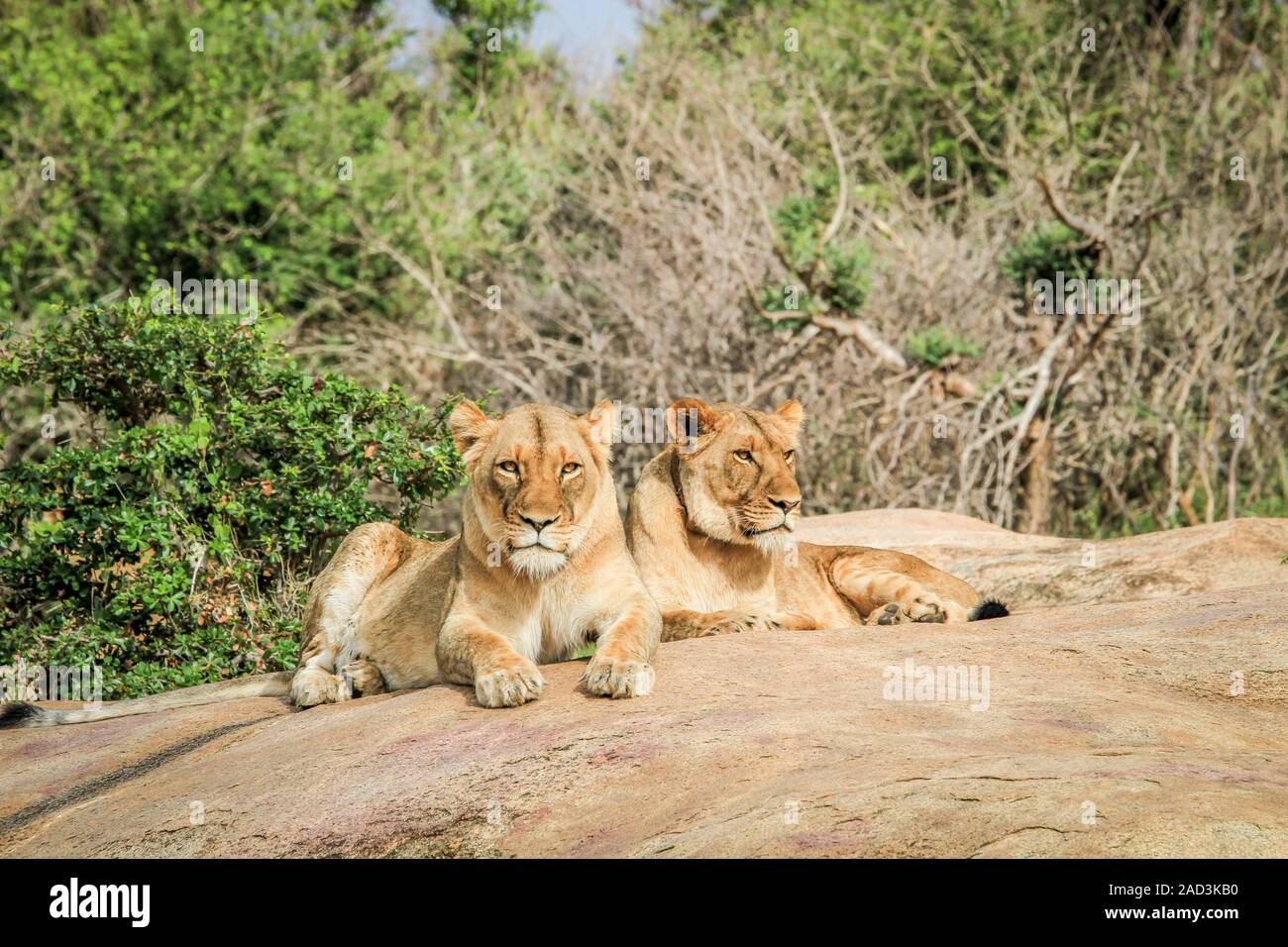 Lions laying on rocks Stock Photo - Alamy