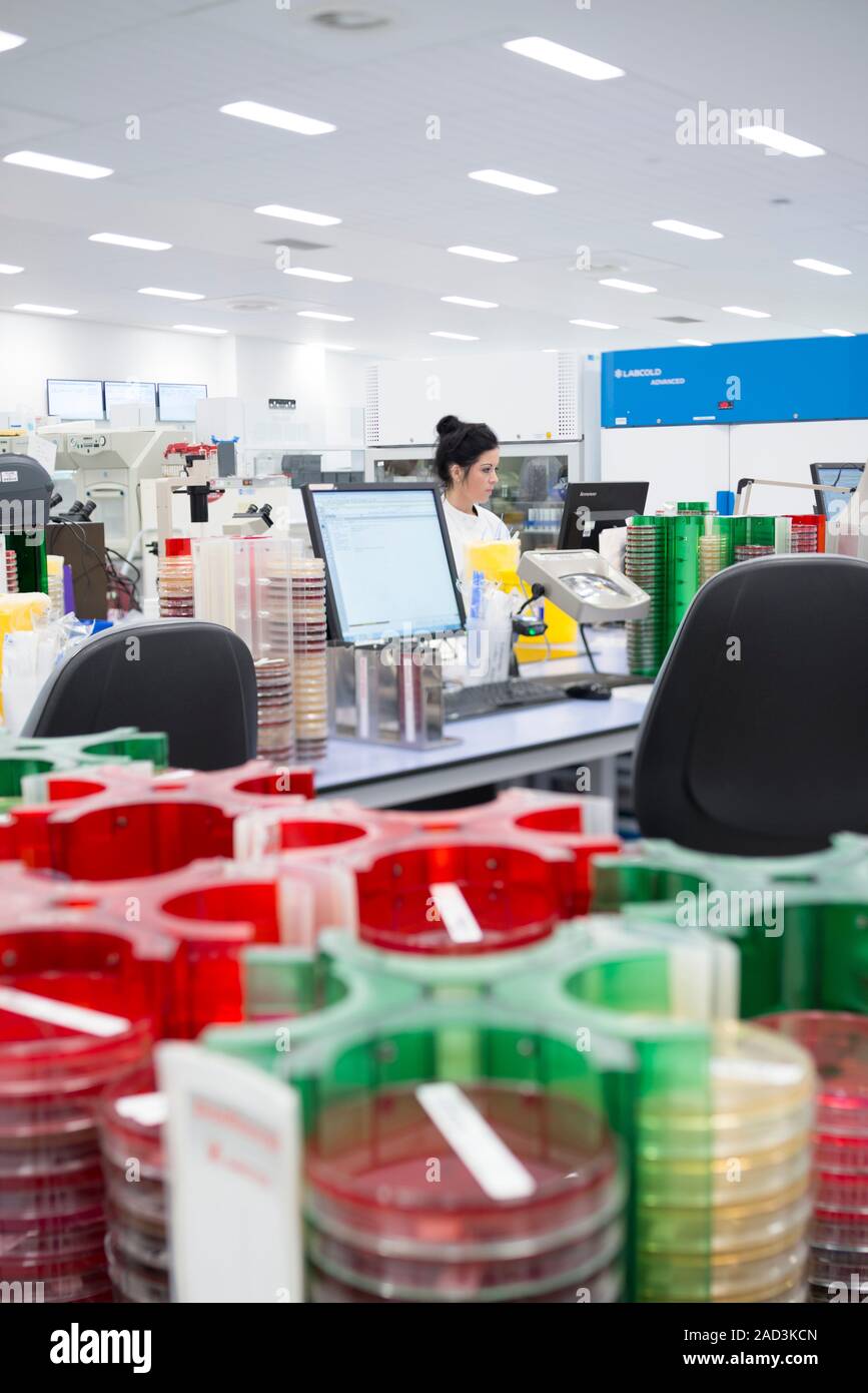 Hospital pathology lab. Microbiologist and Petri dishes in the