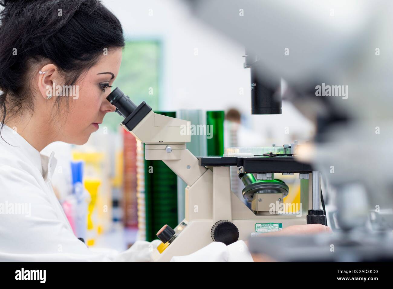 Hospital pathology lab. Microbiologist using a microscope to examine