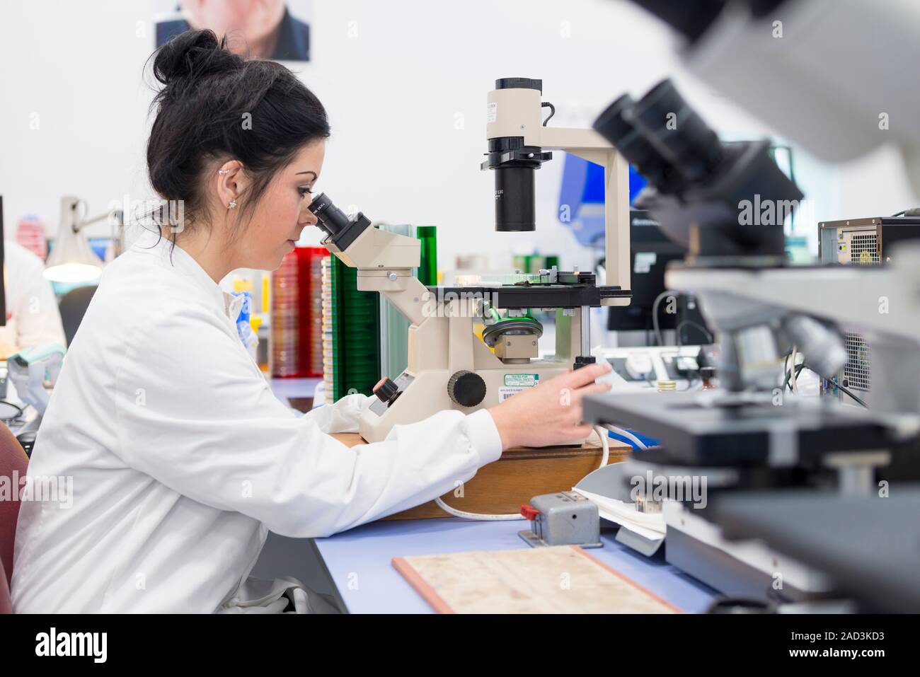 Hospital pathology lab. Microbiologist using a microscope to examine