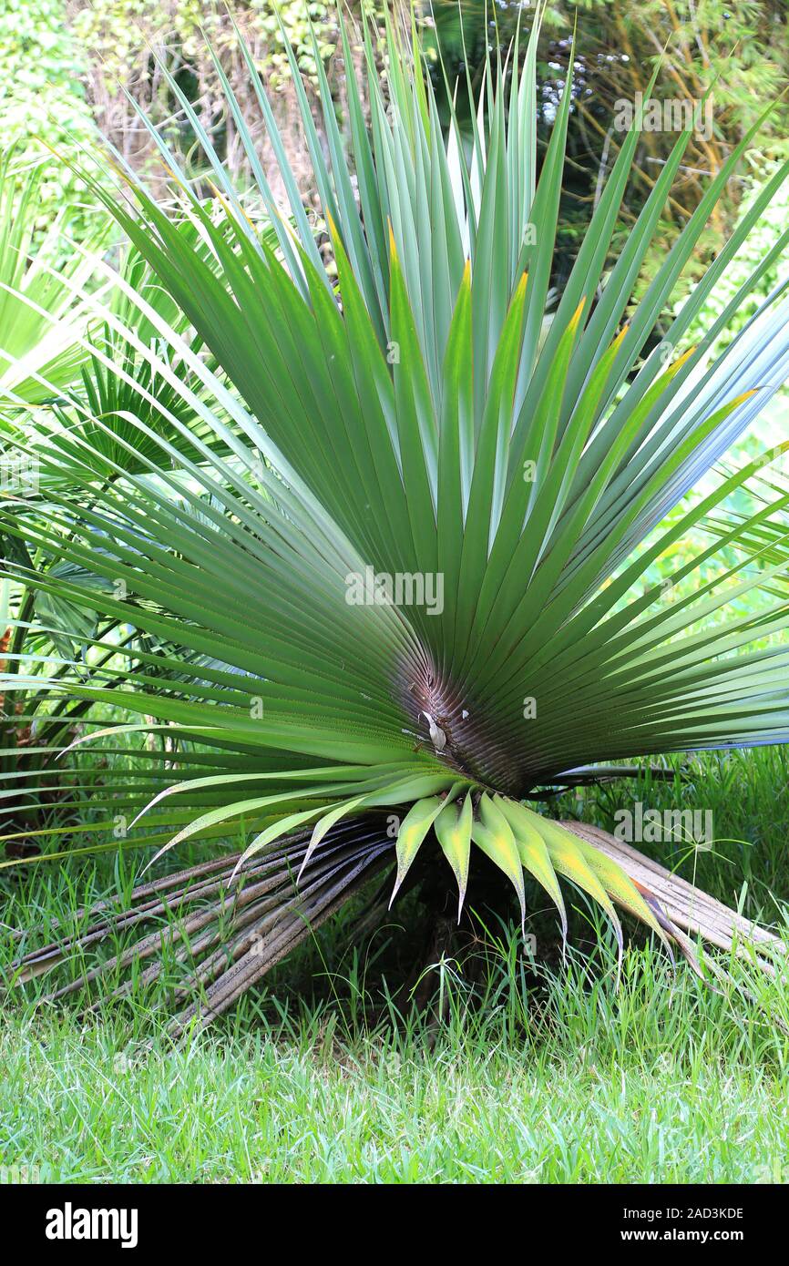 Mauritius, Botanical Garden, Screw Tree, screwpine, pandanus Stock Photo
