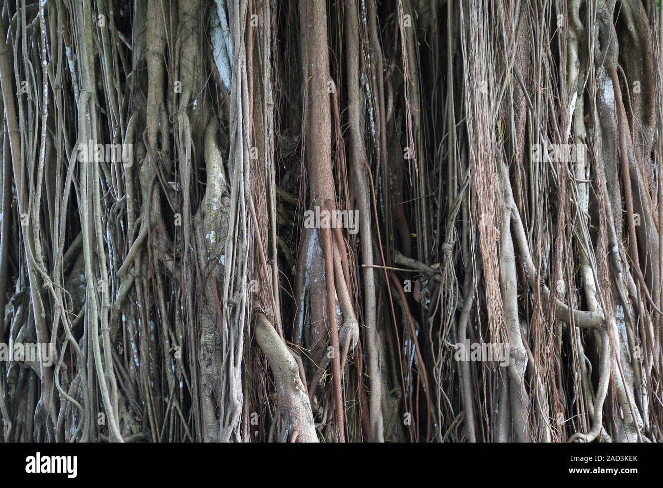 Mauritius, Pamplemousses, Ficus elastica, rubber tree, aerial roots of the rubber tree Stock Photo