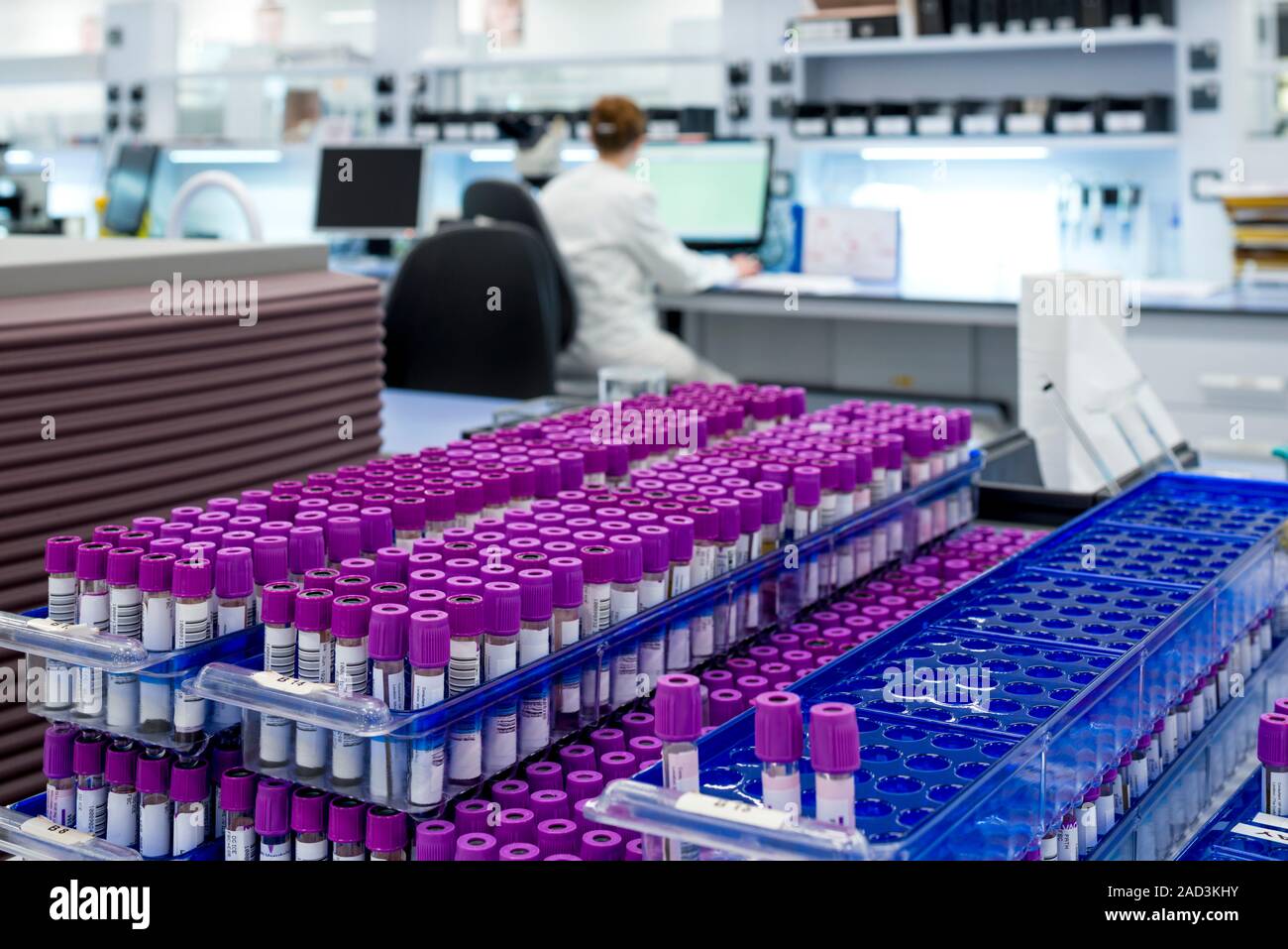 Haematology laboratory. Blood samples ready for testing in the