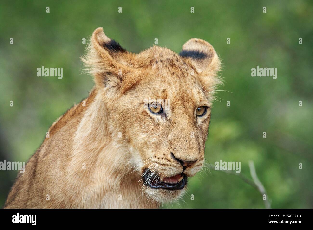 Lion cub looking down Stock Photo Alamy
