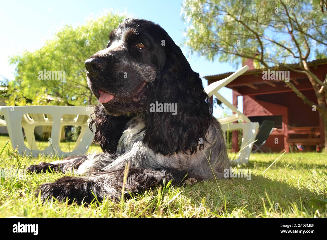 Cocker Spaniel Stock Photo
