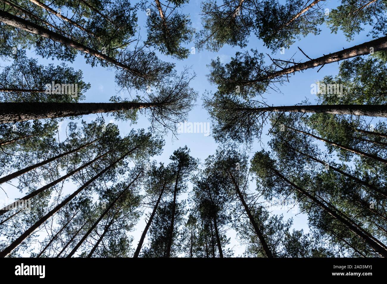 Crowns of pine trees against the blue sky. Pskov region. Velikoluksky district. Stock Photo