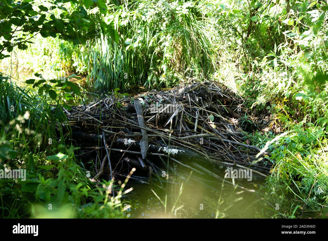 Dam on the Creek, built by beavers. Pskov region, Velikie Luki district, Nyssa. Stock Photo