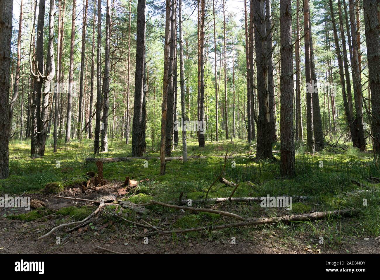 Green deciduous forest in Sunny weather. Moss. Pskov region. Near the village Nusco Stock Photo