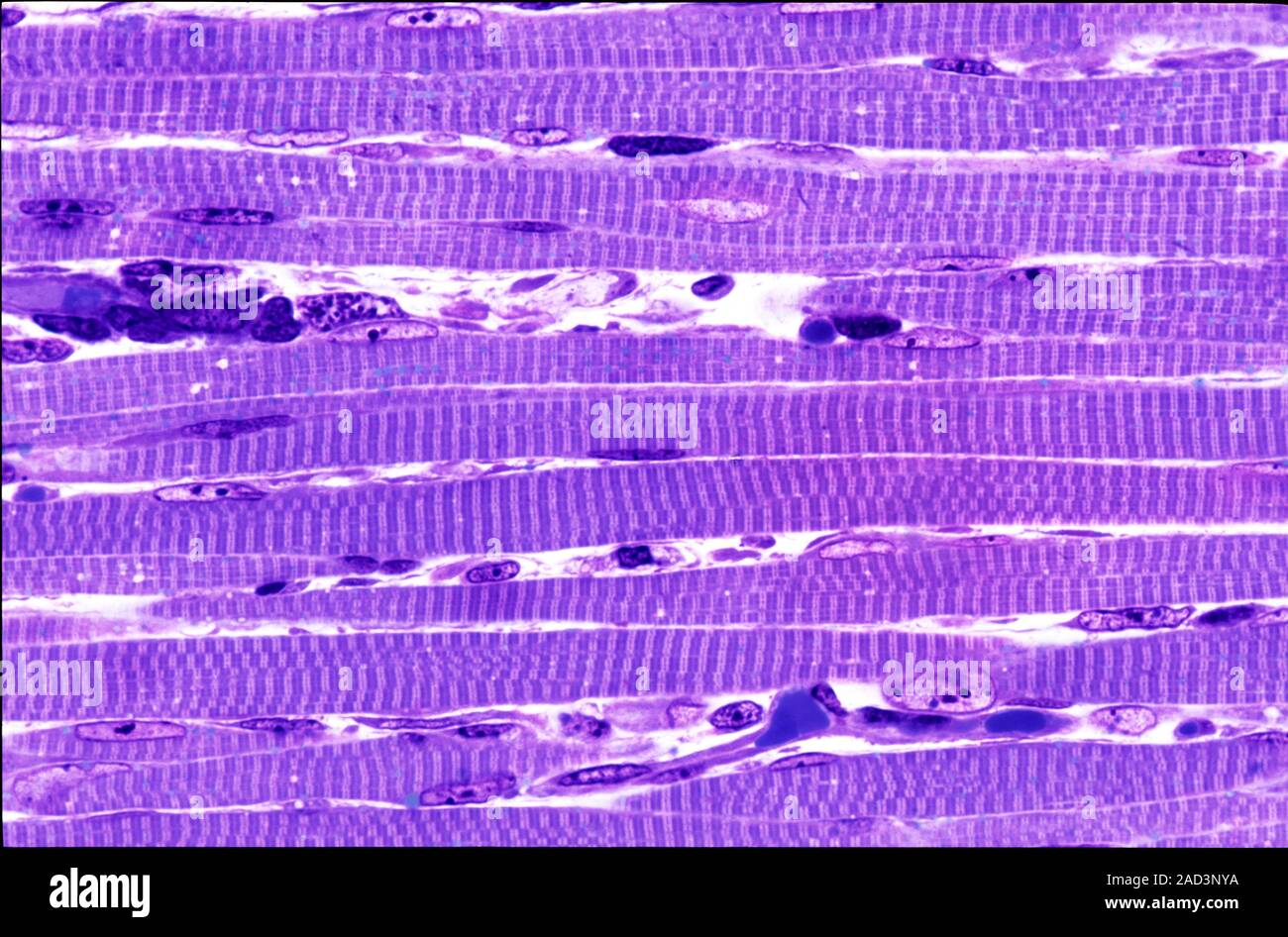 Light microscopy of skeletal muscle fibres in longitudinal section. The