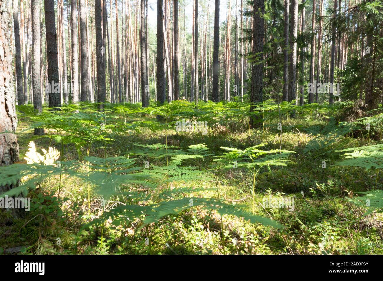 Pine forest on a Sunny day. Pskov region. Velikoluksky district. Stock Photo