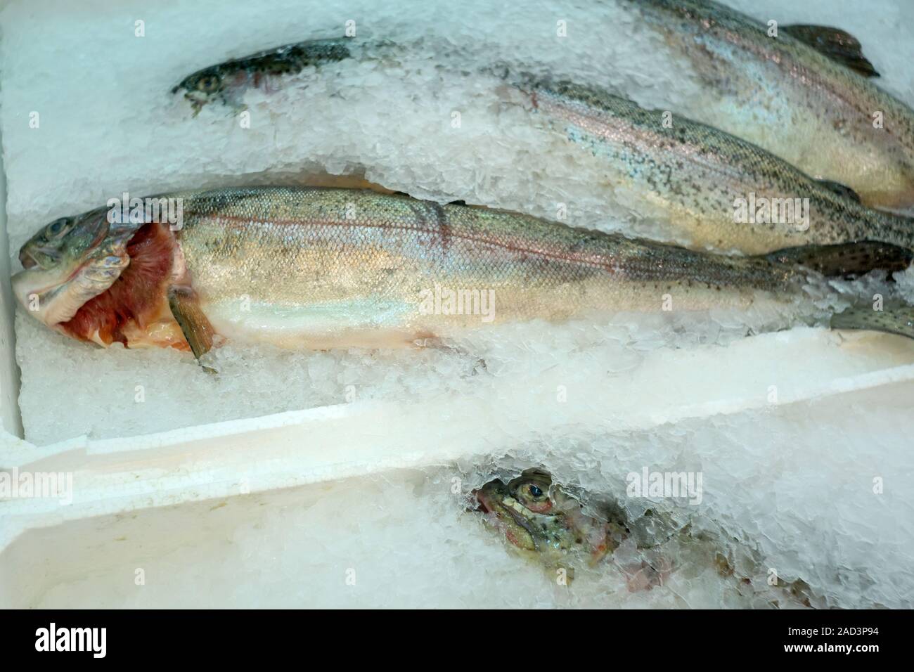 Fish Gills High Resolution Stock Photography and Images - Alamy
