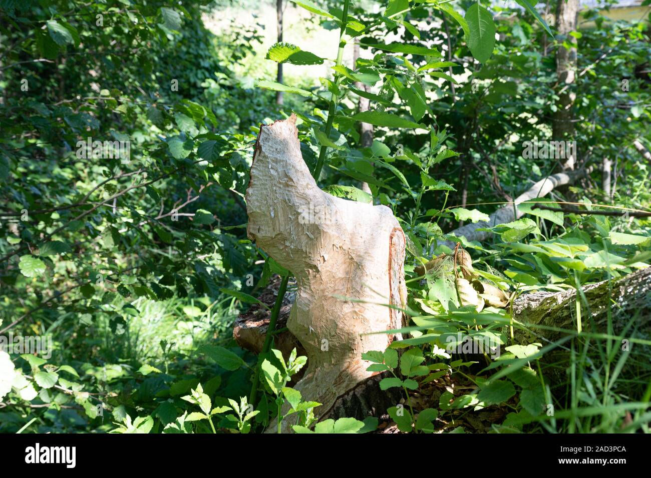 The beaver gnawed and felled the tree. Stump. Pskov region, Velikie Luki district, Nyssa. Stock Photo