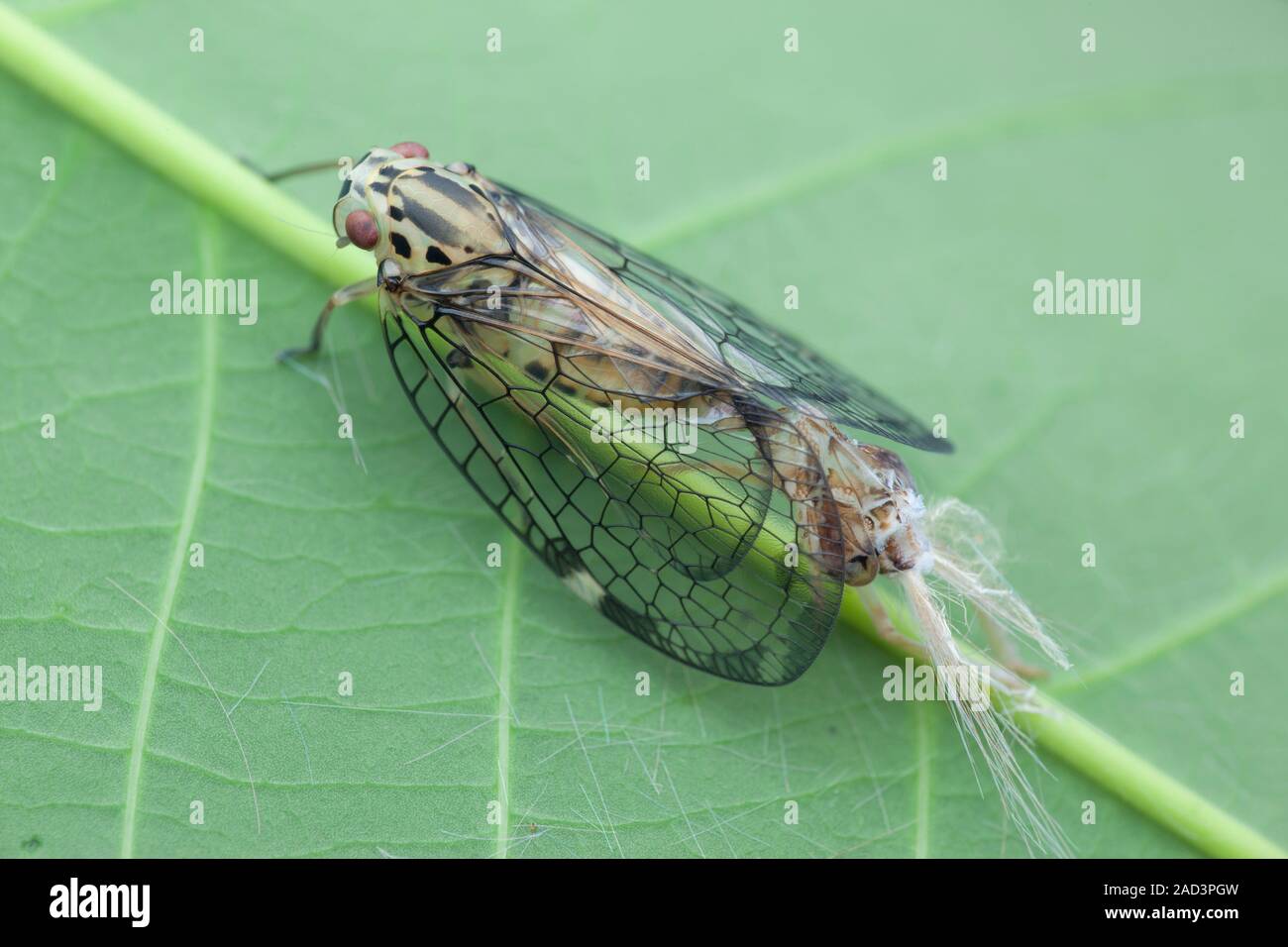 Netwinged planthopper (family Nogodinidae) moulting. Netwinged