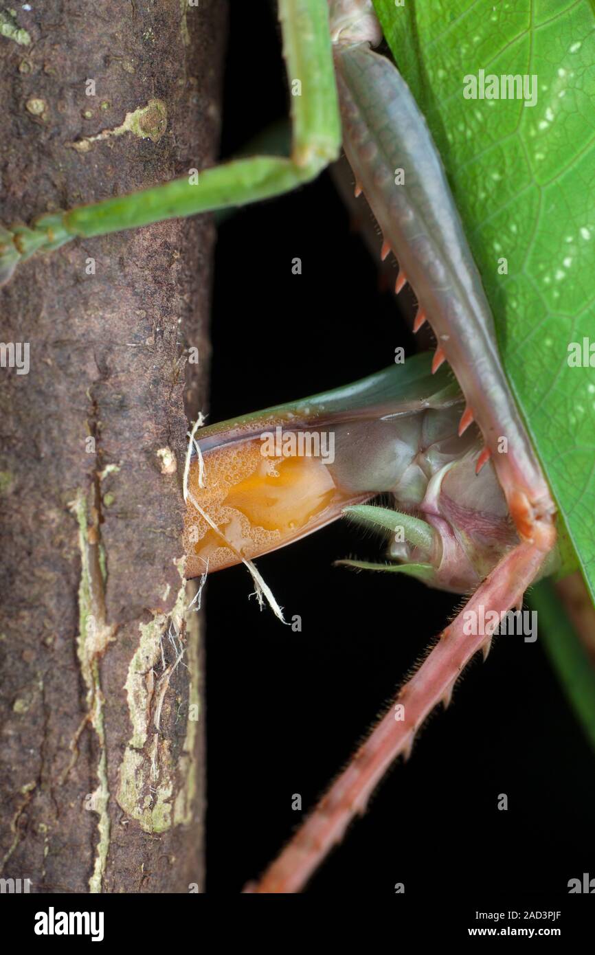 Katydid laying eggs. Close-up of a katydid (bush cricket, family ...