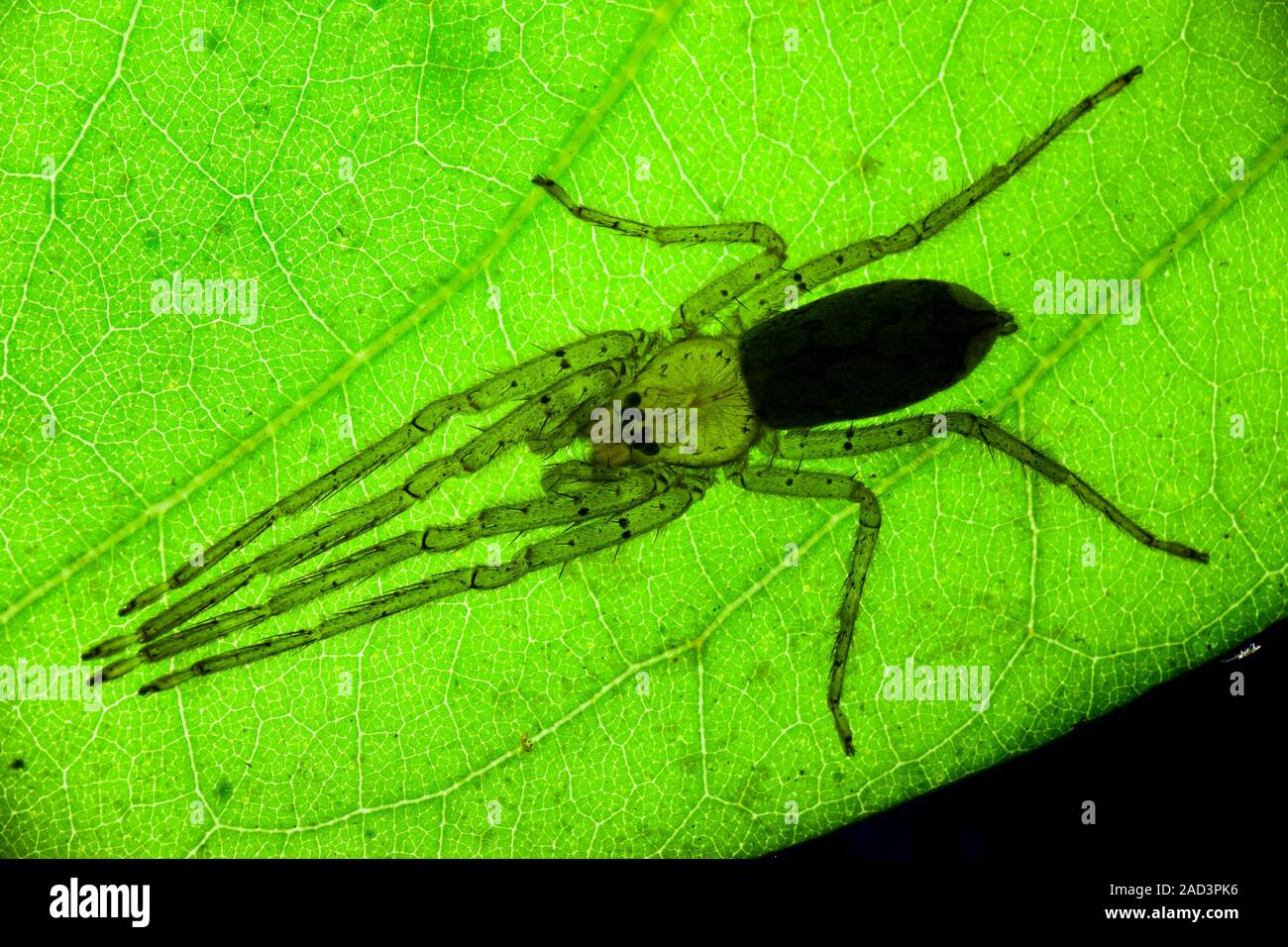Huntsman spider on a leaf. Huntsman spiders (family Sparassidae) are