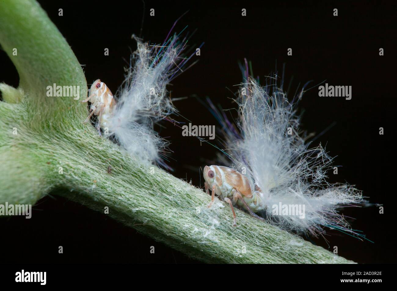 Planthopper (family Flatidae) nymphs. Planthoppers (superfamily