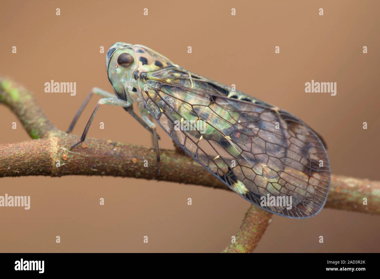 Netwinged planthopper (family Nogodinidae). Photographed in Singapore