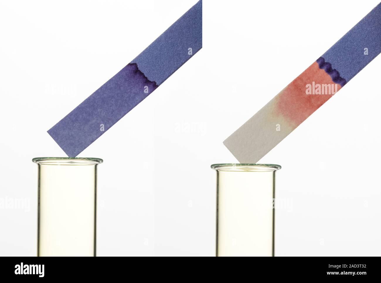 Positive test for chlorine. At left, a moist blue litmus paper is held